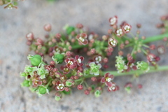 Phyllanthus acidus